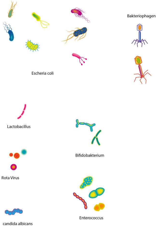 Bacteriophagen