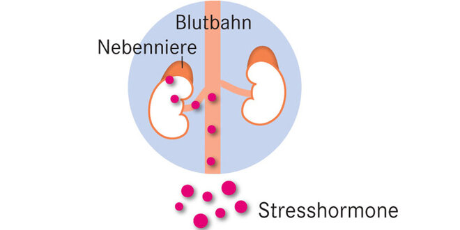 Nieren Nebenniere Stresshormone 