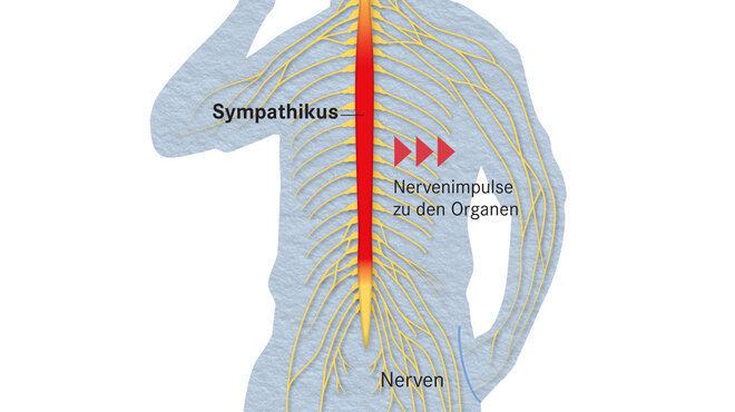 Sympathikus Nervenimpulse Organe Nerven Silhouette