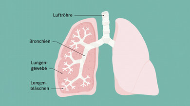 Die Bronchien verbinden die Luftröhre mit der Lunge. Über die Bronchien gelangt die Atemluft in die Lunge.