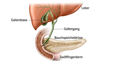 Das Bild zeigt die Gallenblase