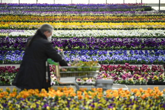 Person mit Mundschutz im Gewächshaus eines Gartencenter