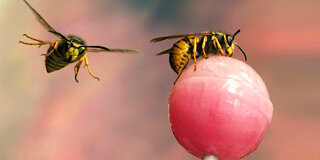 Lecker, Lolli? Das finden nicht nur Kinder. Auch Bienen und Wespen gehen gerne auf Süßes.
