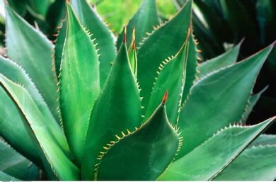 Das Bild zeigt die Barbados-Aloe.