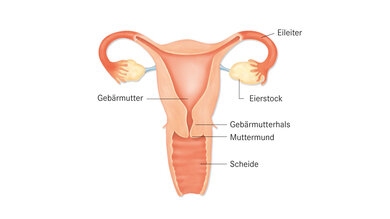 Das Bild zeigt die weiblichen Geschlechtsorgane.