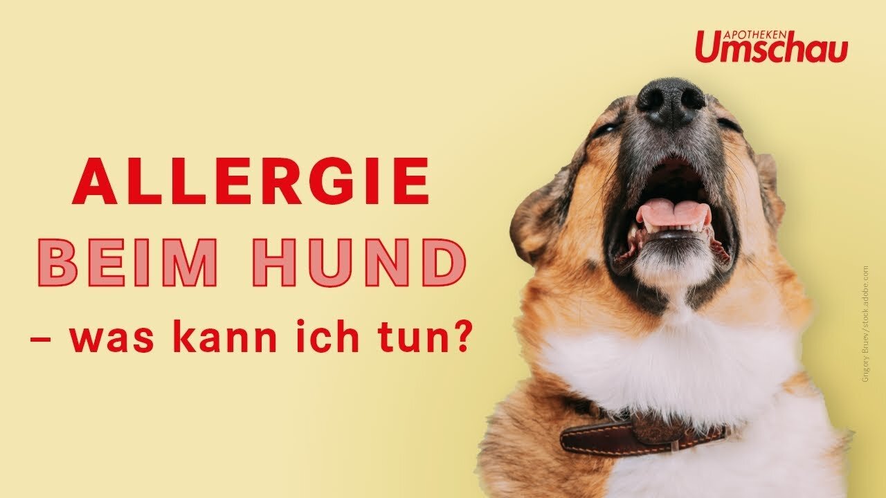 Allergien beim Hund | Tiergesundheit