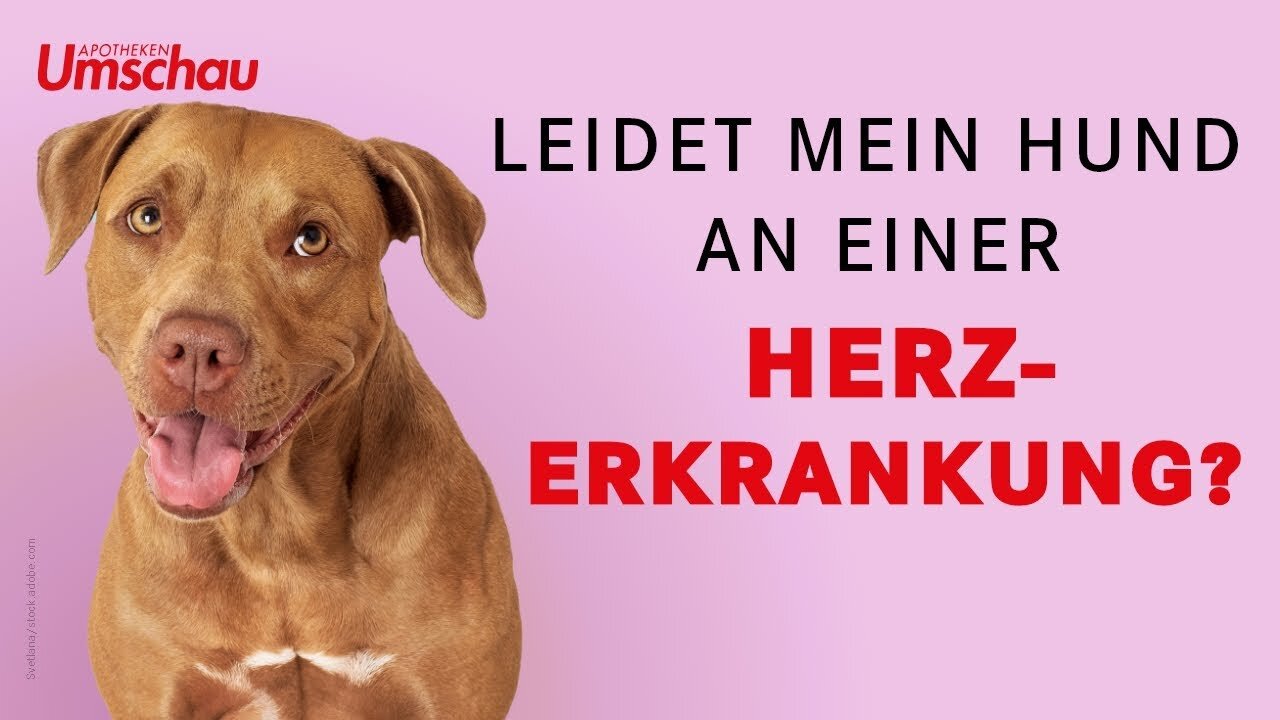 Herzerkrankungen beim Hund | Tiergesundheit