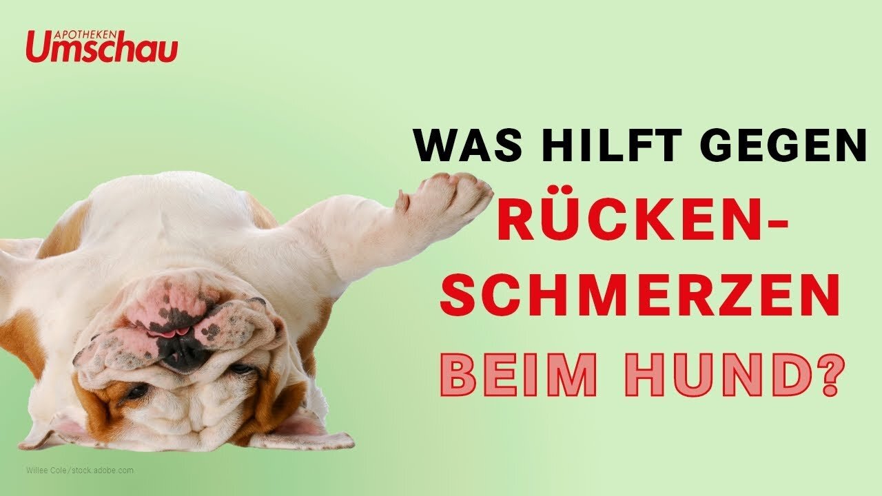 Dackellähme beim Hund | Tiergesundheit