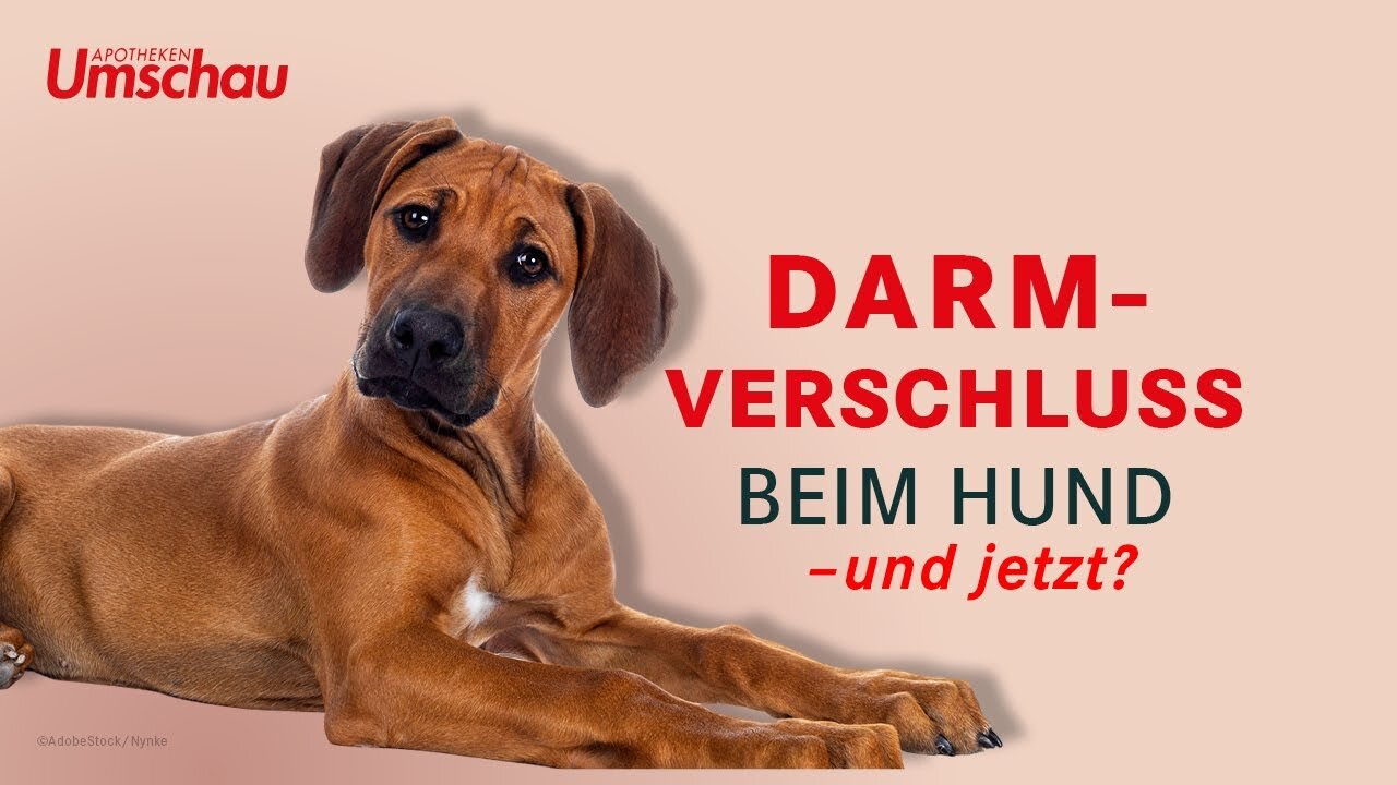 Darmverschluss beim Hund | Tiergesundheit