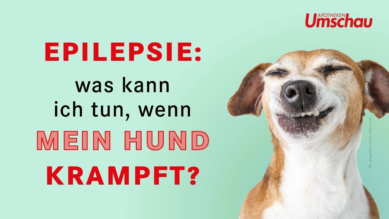 Epilepsie beim Hund | Tiergesundheit