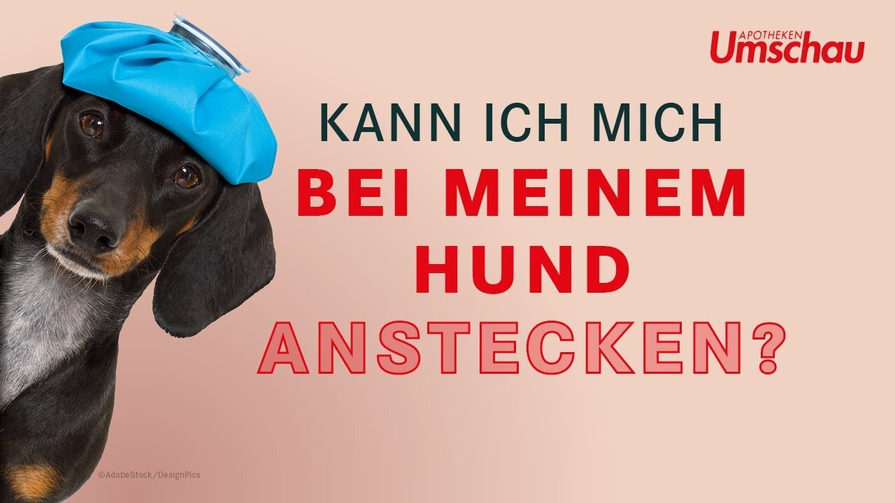 Ist mein Hund ansteckend? | Tiergesundheit