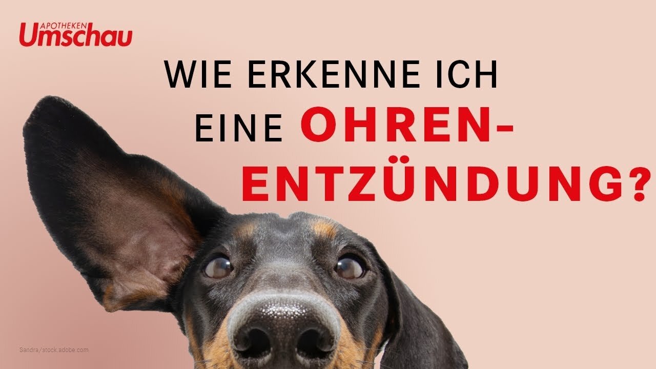 Ohrentzündungen beim Hund | Tiergesundheit