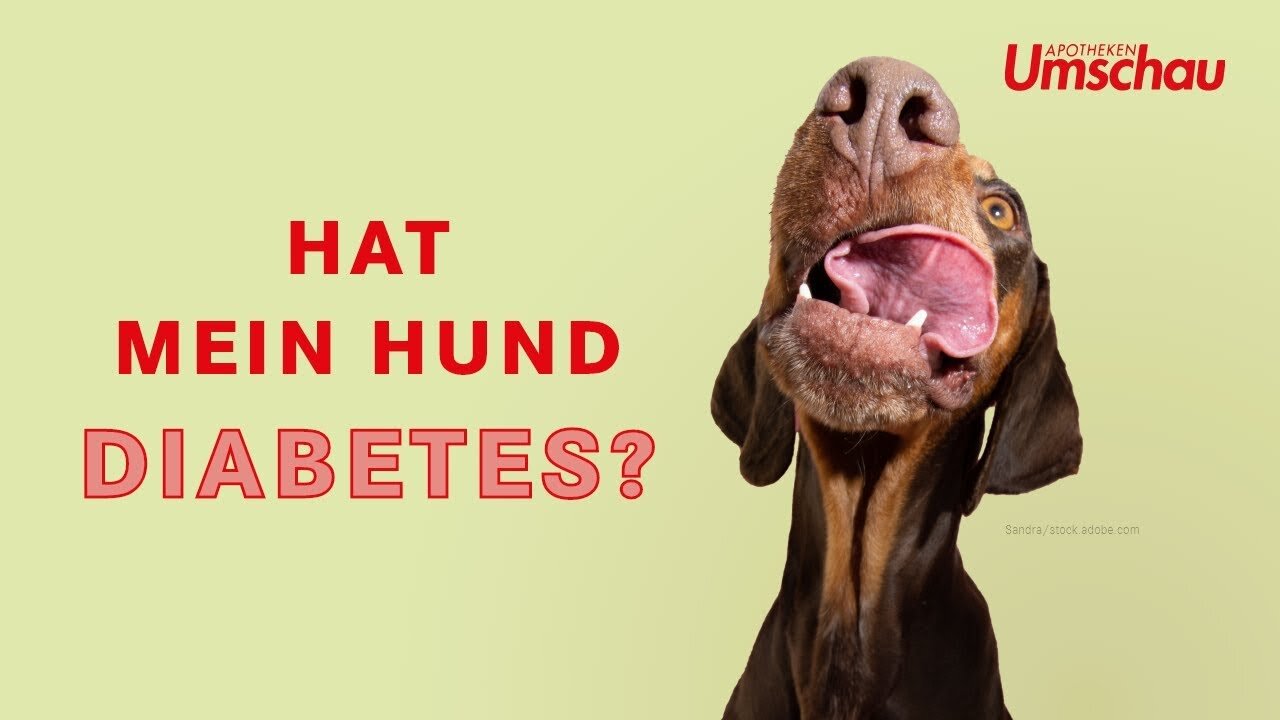 Diabetes mellitus beim Hund | Tiergesundheit