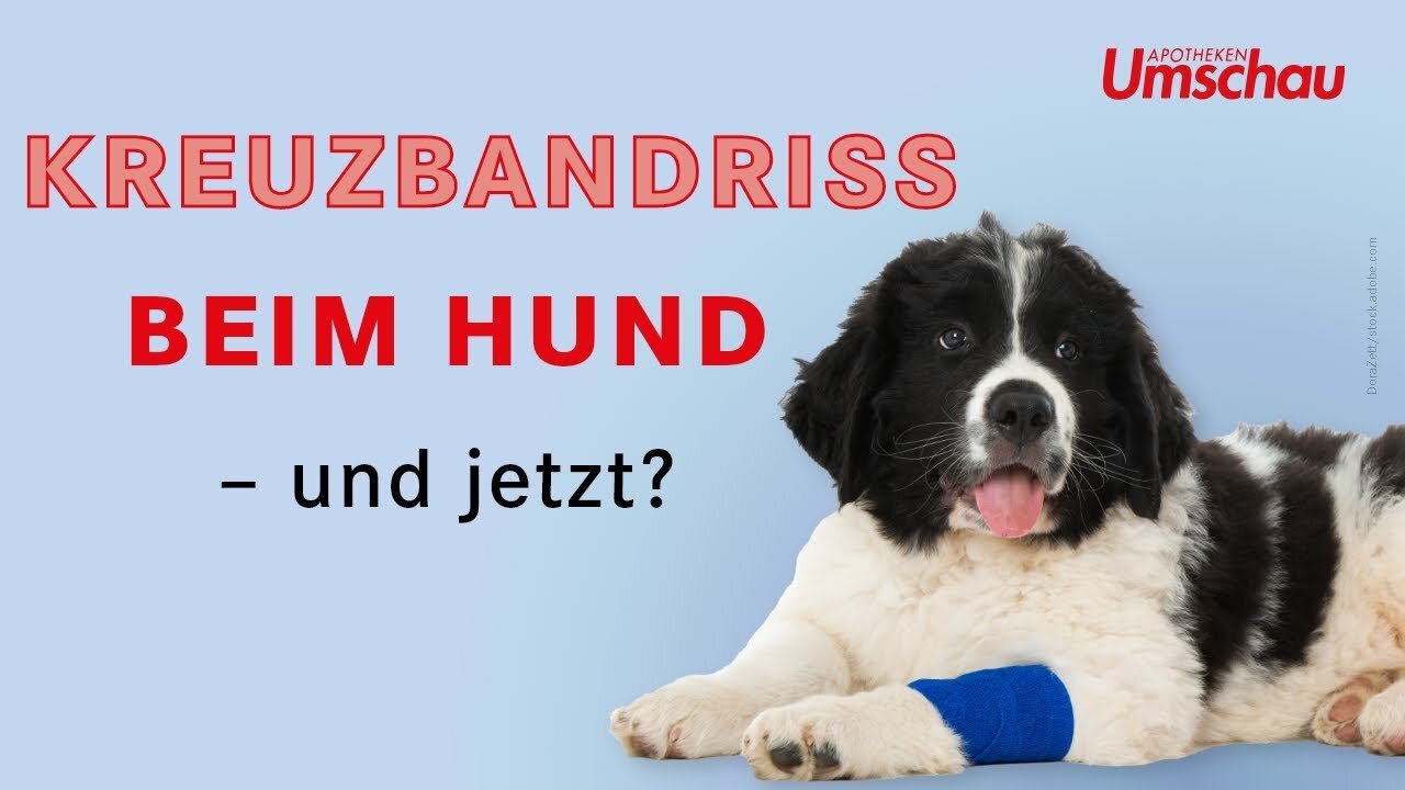 Kreuzbandriss beim Hund | Tiergesundheit